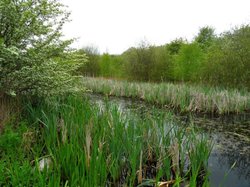 Remnants of the Dearne and Dove Canal Wallpaper