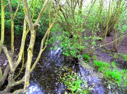 Remnants of the Dearne and Dove Canal Wallpaper