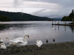 Bowness Swans Wallpaper