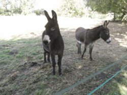 Donkeys at Barford Wallpaper