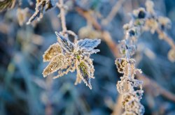 Branston Water Park, frosted nettles Wallpaper