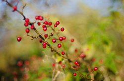 Branston Water Park - Winter Berries Wallpaper