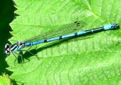 A damselfly near the river Soar Thurmaston Wallpaper