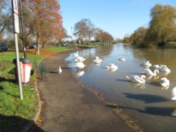 Wellingborough floods Wallpaper