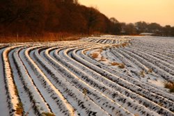 Snowy field, Rainford