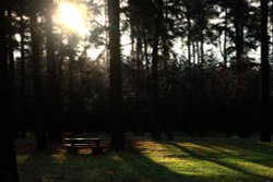 Cannock Chase Wallpaper