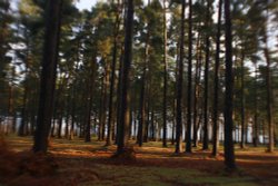 Cannock Chase Wallpaper