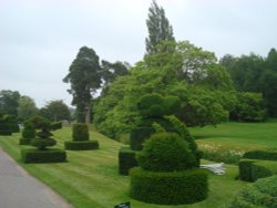 Yew topiary Wallpaper