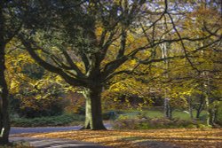 Autumn Colours in Sutton Park Wallpaper