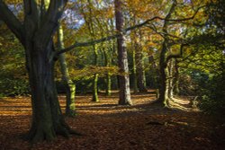 Late Afternoon Sun in Holly Hurst woods, Sutton Park Wallpaper