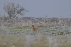 Snettisham runner! Wallpaper