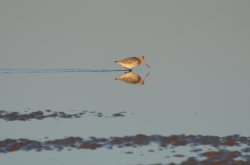 Bar-tailed Godwit Wallpaper