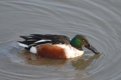 Male Shoveler Wallpaper