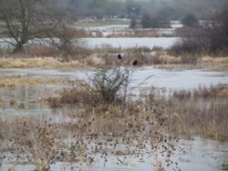 Irthlingborough floods Wallpaper