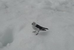 Snow Bunting on Ben Nevis Wallpaper