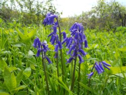 Bluebells Wallpaper