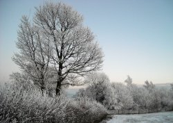 Frozen trees Wallpaper