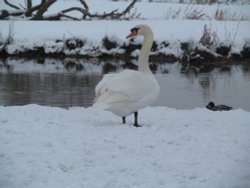 Denford Swan Wallpaper