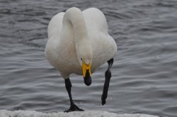 Whooper Swan, Welney Wallpaper