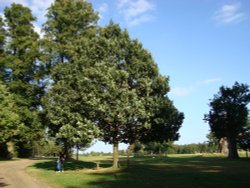 Queen Elizabeth's Memorial Oak Tree Wallpaper