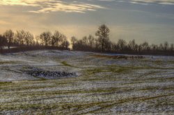 Sheep Field, Thornborough, Bucks Wallpaper