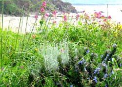 Burgh Island Wallpaper