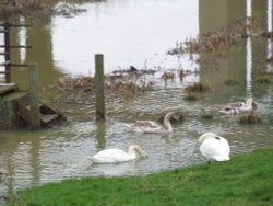 Irthlingborough floods Wallpaper