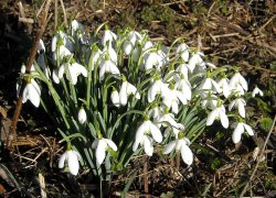 Snowdrops Wallpaper