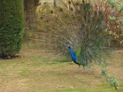 Peacock in Wicksteed Park Wallpaper