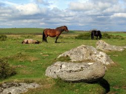 Dartmoor ponies Wallpaper