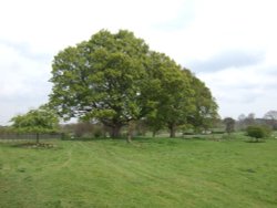 Belsay Hall Gardens Wallpaper