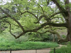 Belsay Hall Gardens Wallpaper