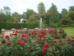 Roses near the Half Moon Pond fountain Wallpaper