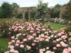 Rose Garden Wallpaper