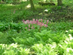 Fern Garden, Thorp Perrow Arboretum Wallpaper