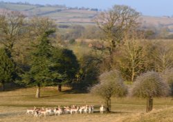 Fallow deer Wallpaper