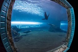 Colchester Zoo, Seal viewing tunnel. Wallpaper