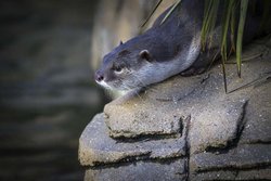 Colchester Zoo Wallpaper