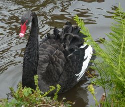 Canonteign birdlife Wallpaper