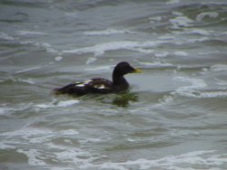 Eider Duck Wallpaper