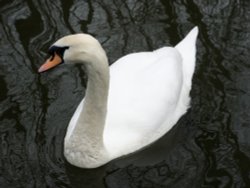 Grand Union Canal Wallpaper