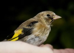 Stunned Goldfinch, Liverpool. Wallpaper