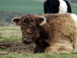 Cattle on Pitstone Hill, Pitstone, Bucks Wallpaper