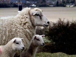 Sheep and Lambs on Pitstone Hill, Pitstone, Bucks Wallpaper