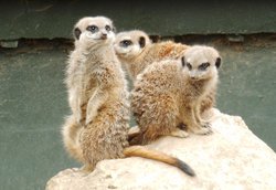 Twycross Zoo, meerkats Wallpaper