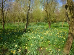 Missed the blaze of daffs, should have gone o Brockdish earlier Wallpaper