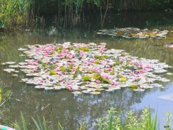 Flowers on lake Wallpaper