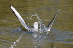 Black-headed Gull fishing Wallpaper