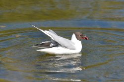 Black-headed Gull fishing - caught one! Wallpaper