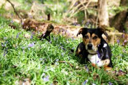 Hartshill Hayes Country Park Wallpaper